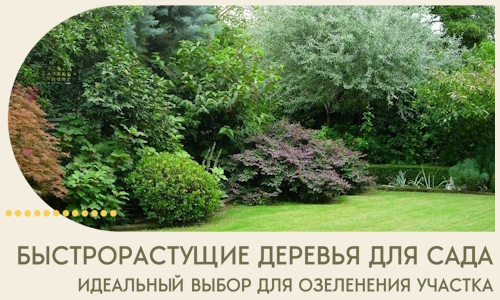 Быстрорастущие деревья для сада идеальный выбор в Алексеевке