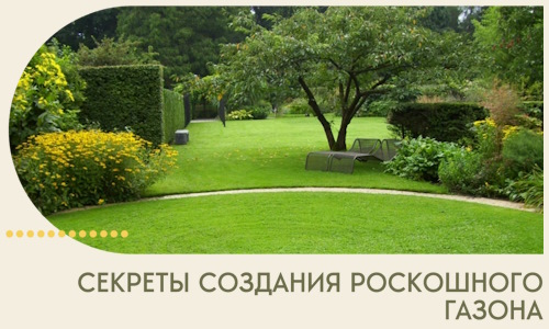 Секреты создания роскошного газона в Алексеевке